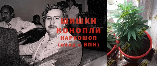 крисы Бородино